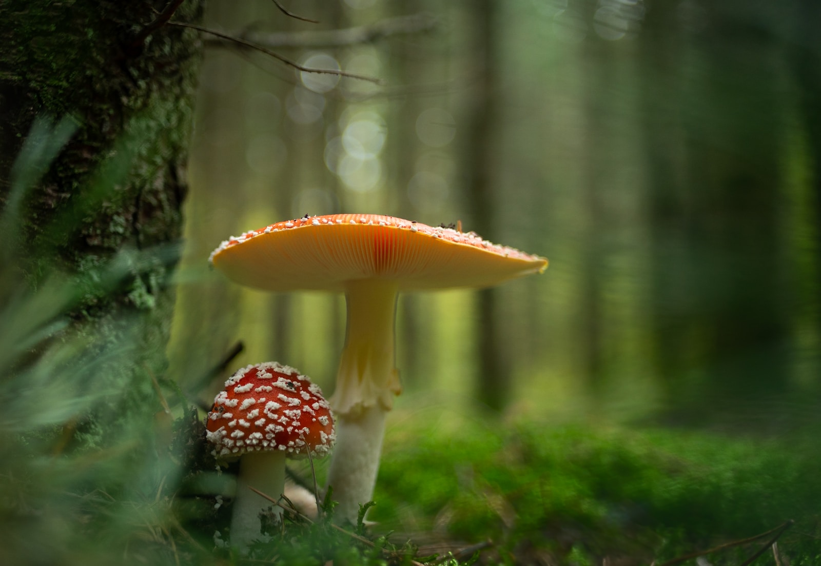 a mushroom growing in the woods